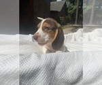 Small #6 Beagle