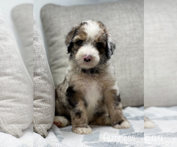 Medium Photo #2 Bernedoodle Puppy For Sale in CAMDEN, OH, USA