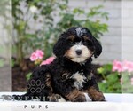 Small #1 Bernedoodle (Miniature)