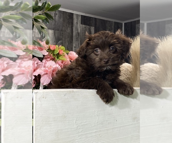 Medium Photo #1 Havanese Puppy For Sale in CANOGA, NY, USA