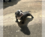 Small #4 American Bully