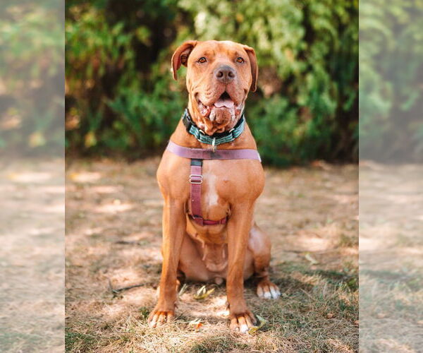 Medium Photo #1 American Staffordshire Terrier Puppy For Sale in Lawrenceville, NJ, USA