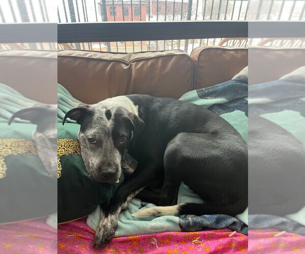 Medium Photo #4 Pointer-Unknown Mix Puppy For Sale in Minneapolis, MN, USA