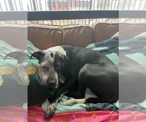 Cosma - Female Pointer-Unknown Mix Dog for Adoption - Photo #4