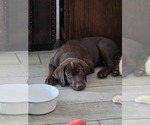 Puppy Theo Labrador Retriever