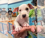 Small #6 Mutt
