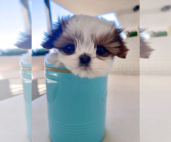 Medium Photo #1 Shih Tzu Puppy For Sale in MONTCLAIR, CA, USA