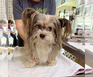 Chihuahua-Unknown Mix Dogs for adoption in Benton, LA, USA