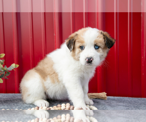 Medium Photo #9 Australian Shepherd Puppy For Sale in GREENFIELD, OH, USA
