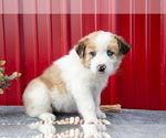 Small #1 Australian Shepherd
