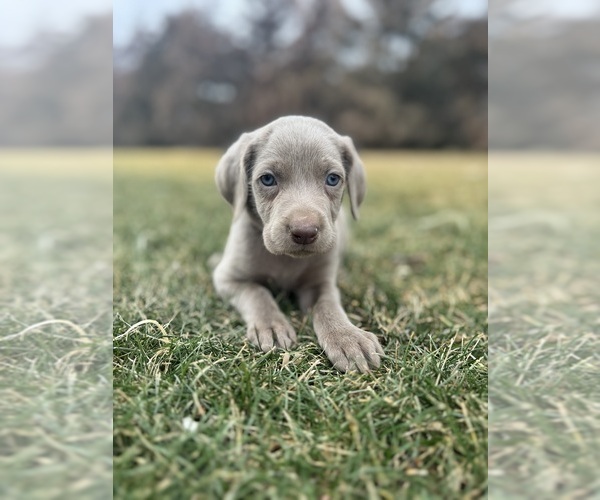 Medium Photo #1 Weimaraner Puppy For Sale in JOES, CO, USA