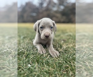 Medium Weimaraner