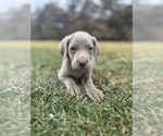 Puppy Blue collar Weimaraner