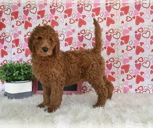 Goldendoodle Puppy for sale in SUGARCREEK, OH, USA