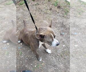 American Staffordshire Terrier-Unknown Mix Dogs for adoption in San Antonio, TX, USA