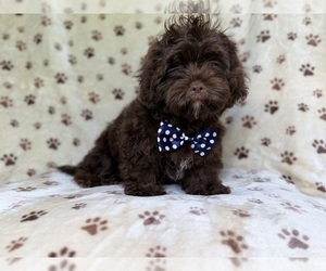 ShihPoo Puppy for sale in LAKELAND, FL, USA