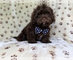 Image preview for Ad Listing. Nickname: Amos