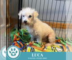 Small #3 Bichon Frise