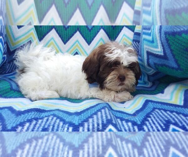 Medium Photo #4 Zuchon Puppy For Sale in LANCASTER, PA, USA