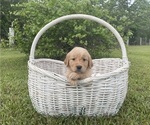 Puppy Cookie Golden Retriever