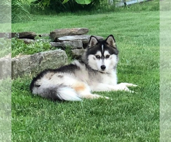 Medium Photo #1 Pomsky Puppy For Sale in SAVOY, MA, USA
