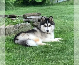 Father of the Pomsky puppies born on 06/05/2025