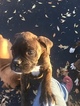 Small Photo #18 Boxer Puppy For Sale in AFTON, WY, USA
