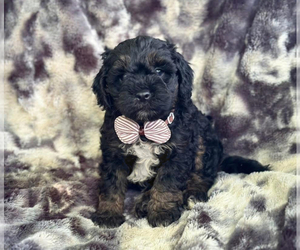 Cavapoo Puppy for sale in CAMPBELLSVILLE, KY, USA
