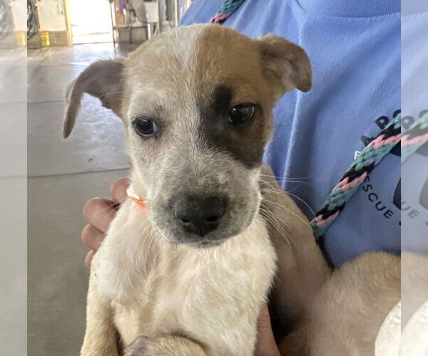 Medium Photo #2 German Shepherd Dog-Unknown Mix Puppy For Sale in Lakewood, CO, USA