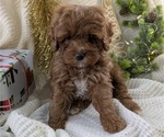 Puppy Lando Cockapoo