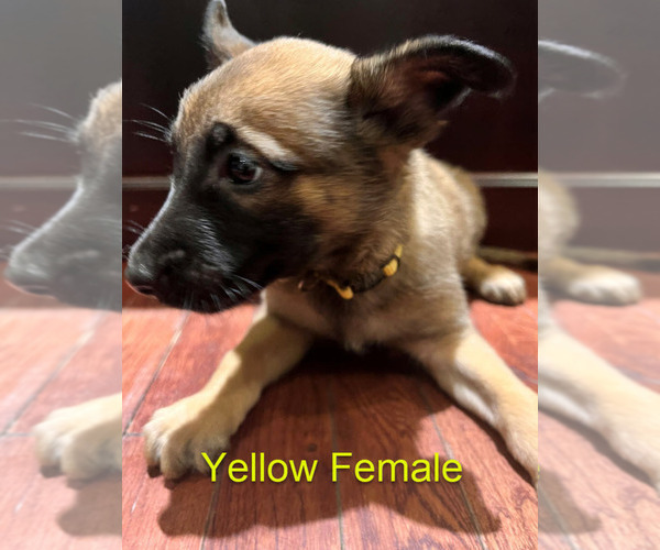 Medium Photo #13 Belgian Malinois Puppy For Sale in HOUSTON, TX, USA
