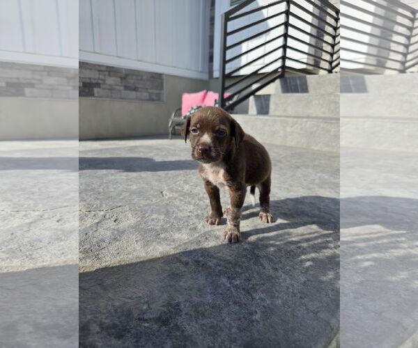 Medium Photo #1 Australian Shepherd-Unknown Mix Puppy For Sale in MIDWAY, UT, USA