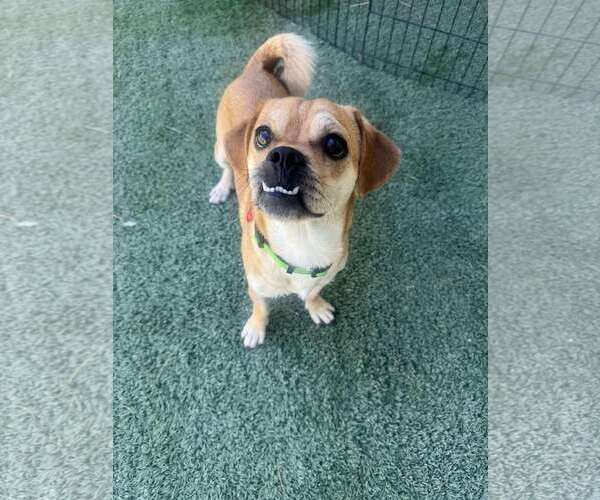 Medium Photo #3 Puggle Puppy For Sale in Tempe , AZ, USA