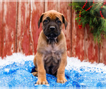 Small #8 Mastiff
