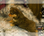 Small Photo #10 Miniature Australian Shepherd Puppy For Sale in GRANBURY, TX, USA