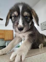 Alaskan Husky-Poodle (Standard) Mix Puppy for sale in CRETE, IL, USA
