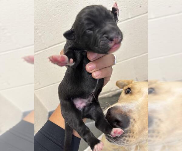 Medium Photo #1 Labrador Retriever-Unknown Mix Puppy For Sale in San Antonio, TX, USA