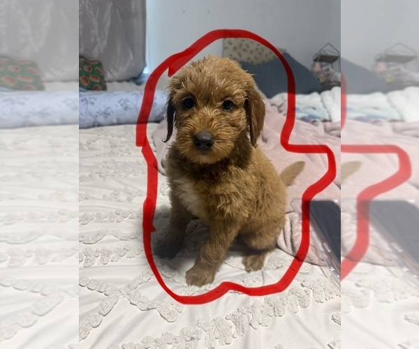 Medium Photo #1 Goldendoodle (Miniature) Puppy For Sale in GARLAND, TX, USA