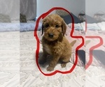 Small Goldendoodle (Miniature)