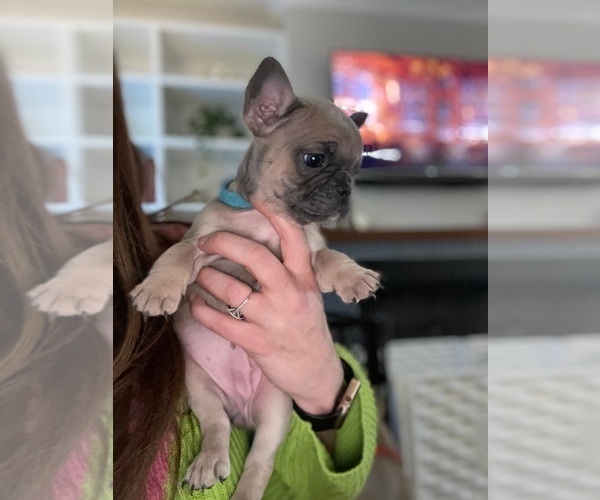 Medium Photo #3 French Bulldog Puppy For Sale in BELMONT, NC, USA