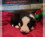 Puppy Mickey Border Collie