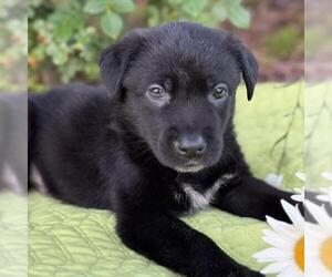 Labrador Retriever-Unknown Mix Dogs for adoption in San Diego, CA, USA
