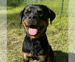 Rottweiler Dogs for adoption in Hillsboro, NH, USA
