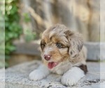Puppy Zeus Aussiedoodle Miniature