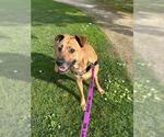 Small #3 German Shepherd Dog