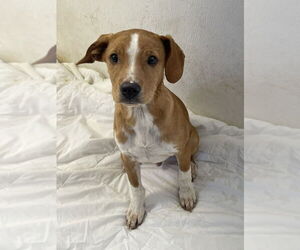 Labrador Retriever-Unknown Mix Dogs for adoption in Bolivar, MO, USA