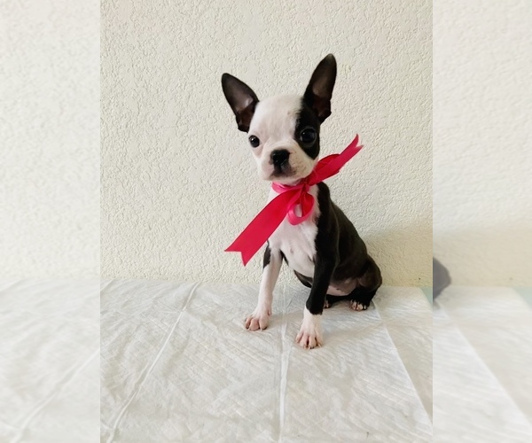 Medium Photo #4 Boston Terrier Puppy For Sale in SAN ANTONIO, TX, USA