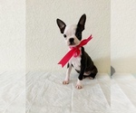 Small Photo #4 Boston Terrier Puppy For Sale in SAN ANTONIO, TX, USA