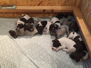 German Shorthaired Pointer Puppy for sale in FORT COLLINS, CO, USA