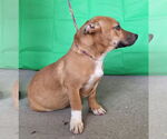 Small #3 American Pit Bull Terrier-Basset Hound Mix
